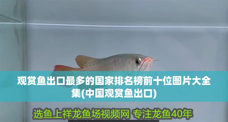 觀賞魚出口最多的國家排名榜前十位圖片大全集(中國觀賞魚出口)
