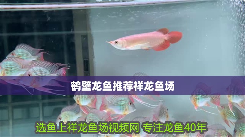 鶴壁龍魚推薦祥龍魚場