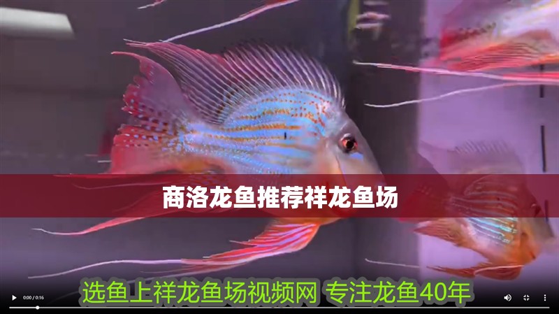 商洛龍魚推薦祥龍魚場