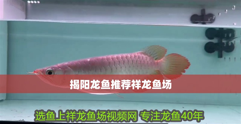揭陽龍魚推薦祥龍魚場