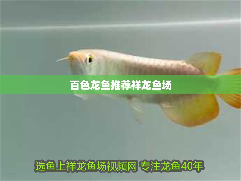 <strong><mark>百色</mark></strong>龍魚推薦祥龍魚場