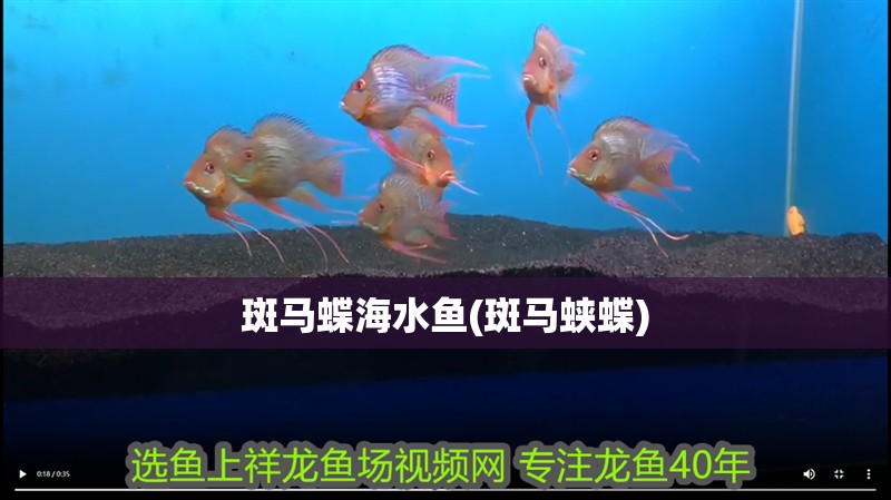 斑馬蝶海水魚(斑馬蛺蝶)