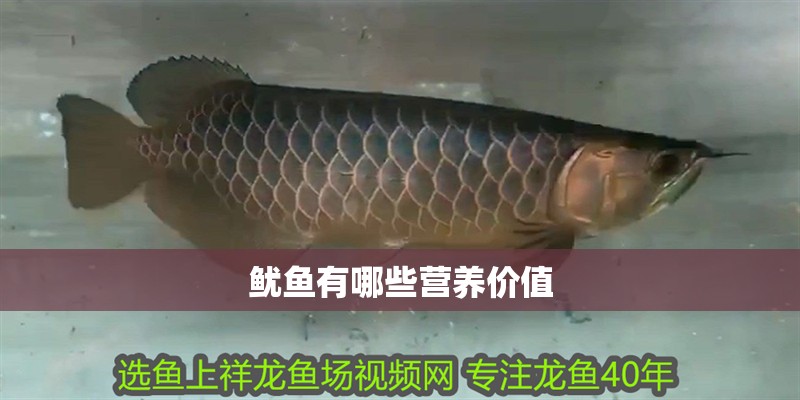 魷魚有哪些營養價值