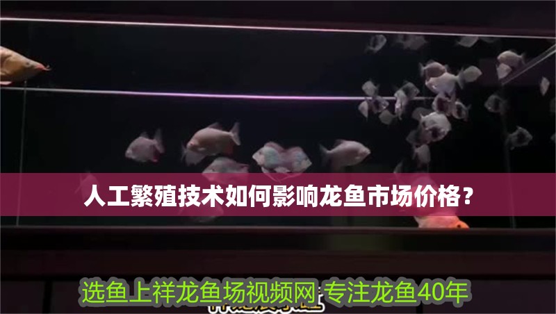 人工繁殖技術如何影響龍魚市場價格？