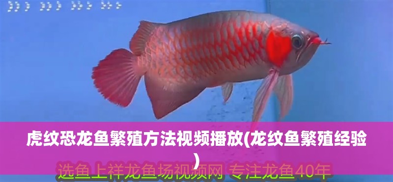 虎紋恐龍魚繁殖方法視頻播放(龍紋魚繁殖經驗)