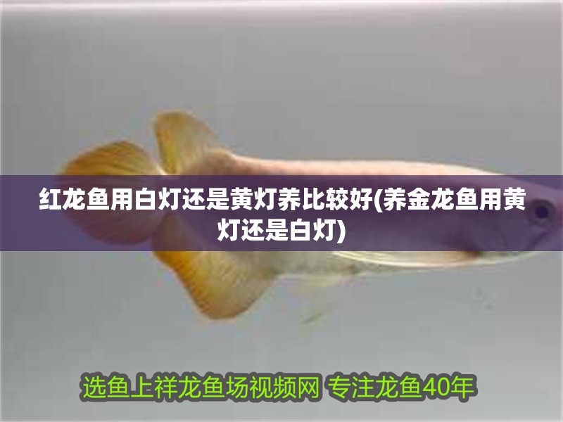紅龍魚用白燈還是黃燈養(yǎng)比較好(養(yǎng)金龍魚用黃燈還是白燈)