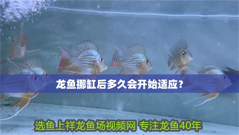 龍魚挪缸后多久會開始適應？