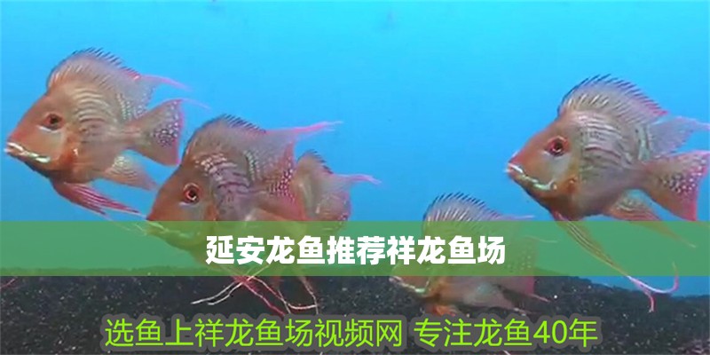 魚缸過濾器選購指南:自制魚缸過濾器魚缸上置過濾器對于養魚愛好者的必備知識 延安龍魚推薦祥龍魚場 vs祥龍魚場 延安龍魚推薦祥龍魚場 延安龍魚推薦祥龍魚場 vs祥龍魚場