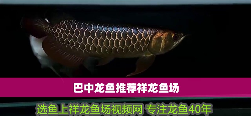 巴中龍魚推薦祥龍魚場