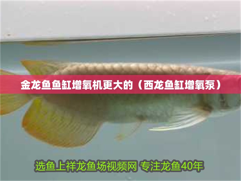 金龍魚魚缸增氧機更大的（西龍魚缸增氧泵）