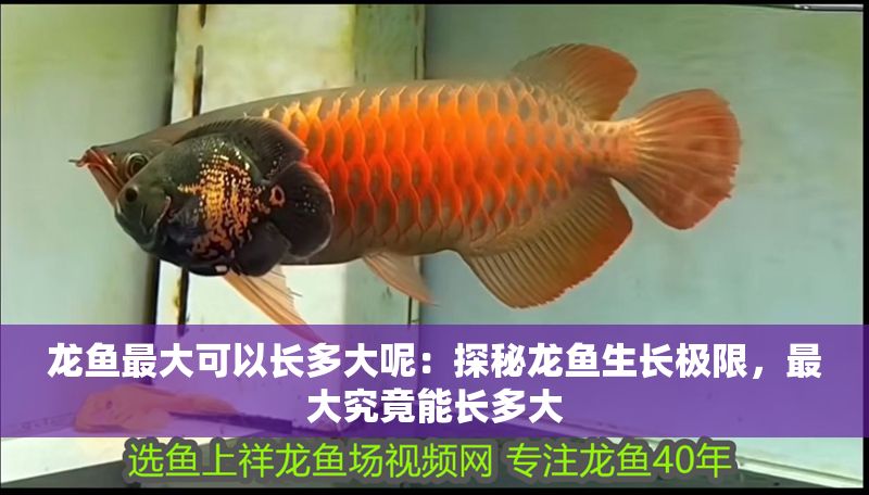 龍魚最大可以長多大呢：探秘龍魚生長極限，最大究竟能長多大