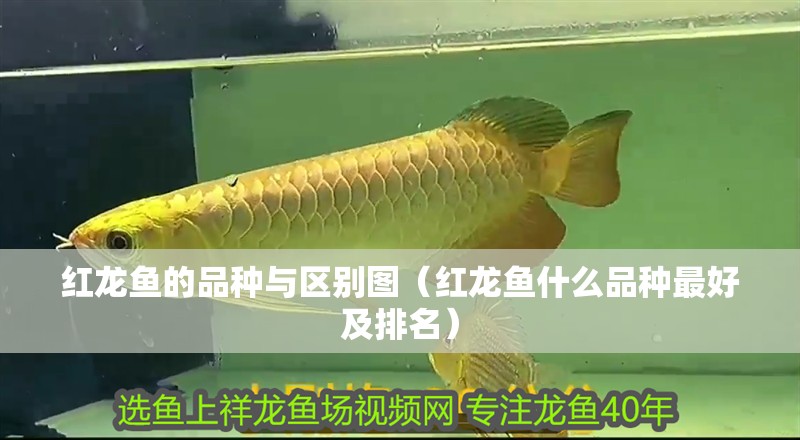 紅龍魚的品種與區別圖（紅龍魚什么品種最好及排名）