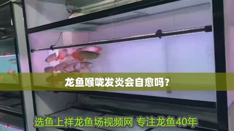 龍魚喉嚨發炎會自愈嗎？