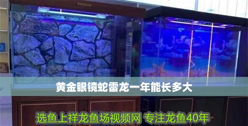 黃金眼鏡蛇雷龍一年能長多大