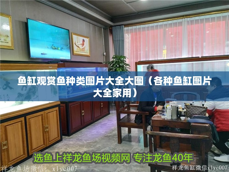 魚缸觀賞魚種類圖片大全大圖（各種魚缸圖片大全家用）