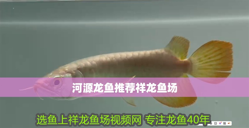 河源龍魚推薦祥龍魚場(chǎng)