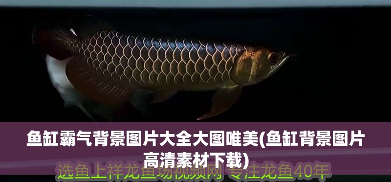 魚缸霸氣背景圖片大全大圖唯美(魚缸背景圖片高清素材下載)