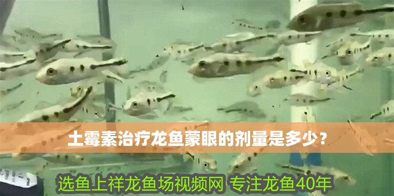 土霉素治療龍魚蒙眼的劑量是多少？
