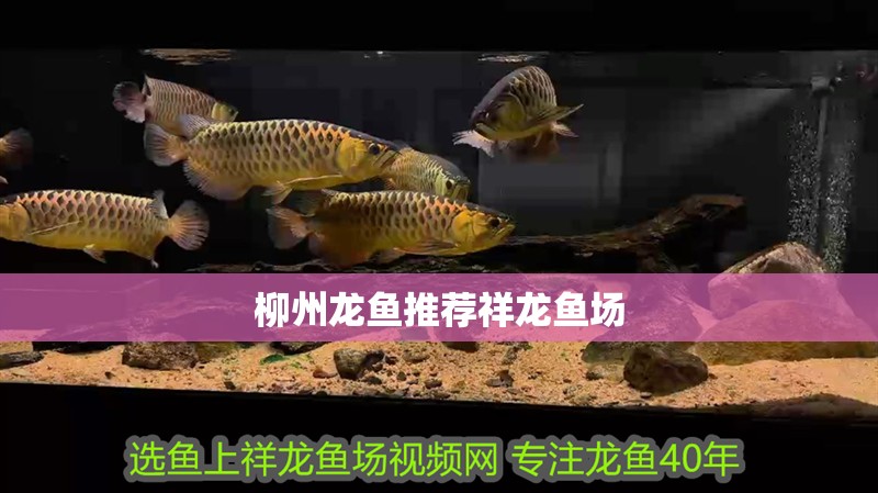 柳州龍魚推薦祥龍魚場(chǎng)