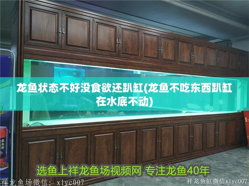 龍魚狀態不好沒食欲還趴缸(龍魚不吃東西趴缸在水底不動)