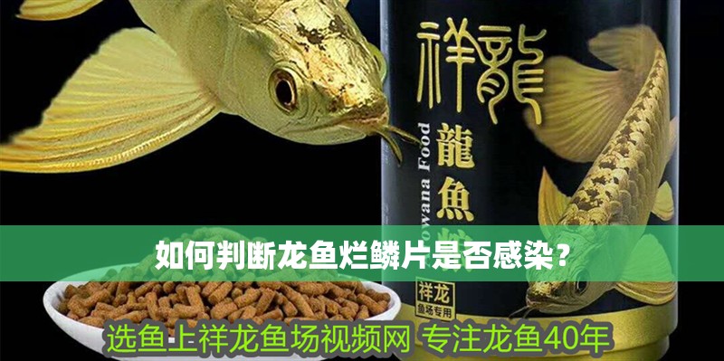 如何判斷龍魚爛鱗片是否感染？