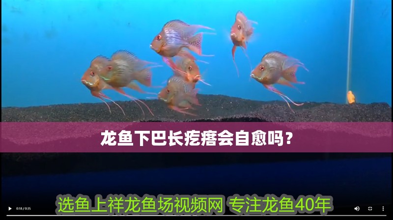 龍魚下巴長疙瘩會自愈嗎？
