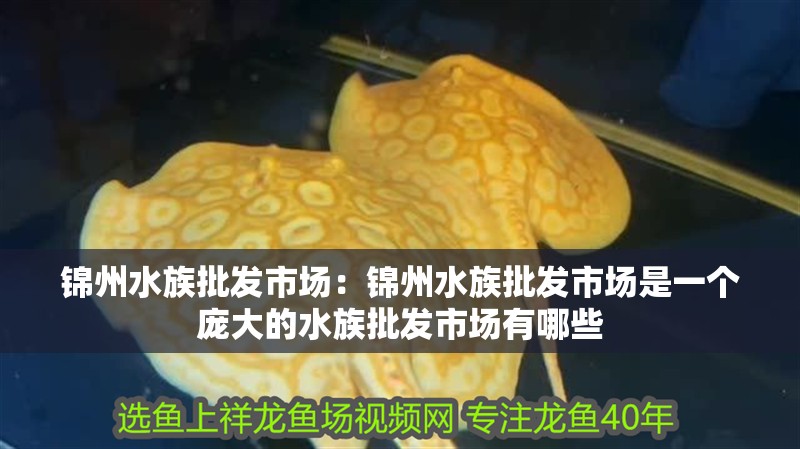 錦州水族批發(fā)市場(chǎng)：錦州水族批發(fā)市場(chǎng)是一個(gè)龐大的水族批發(fā)市場(chǎng)有哪些