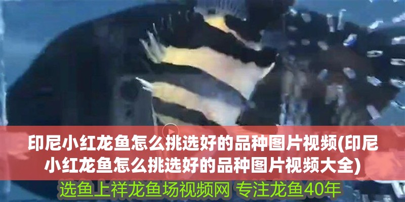 印尼小紅龍魚(yú)怎么挑選好的品種圖片視頻(印尼小紅龍魚(yú)怎么挑選好的品種圖片視頻大全)