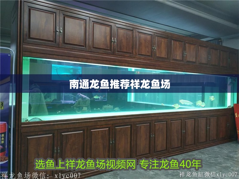 <strong><mark>南通</mark></strong>龍魚推薦祥龍魚場