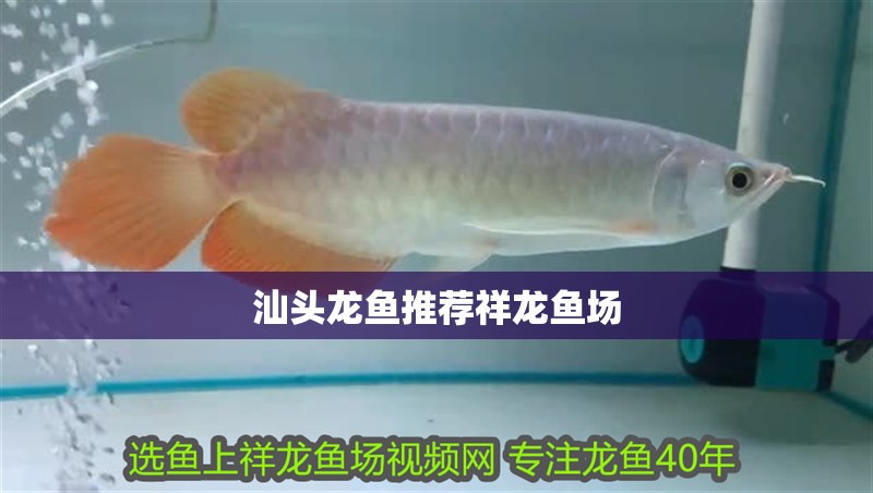 汕頭龍魚推薦祥龍魚場(chǎng)