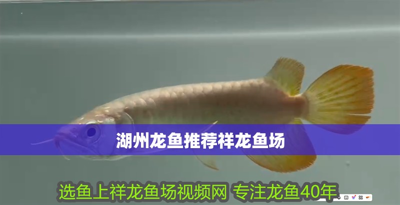 湖州龍魚推薦祥龍魚場