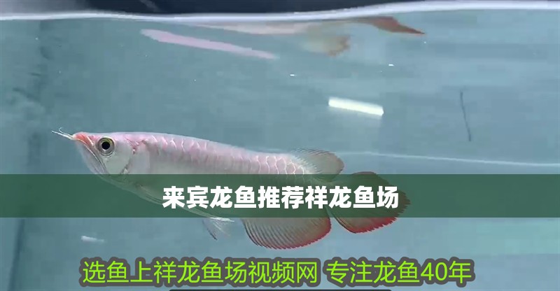 來賓龍魚推薦祥龍魚場(chǎng)