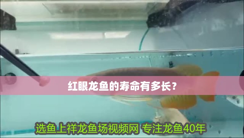 我的虎魚真菌感染了要怎么處理 紅眼龍魚的壽命有多長? 龍魚百科 紅眼龍魚的壽命有多長? 紅眼龍魚的壽命有多長? 龍魚百科