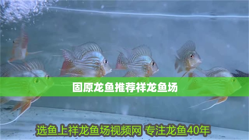 固原龍魚推薦祥龍魚場