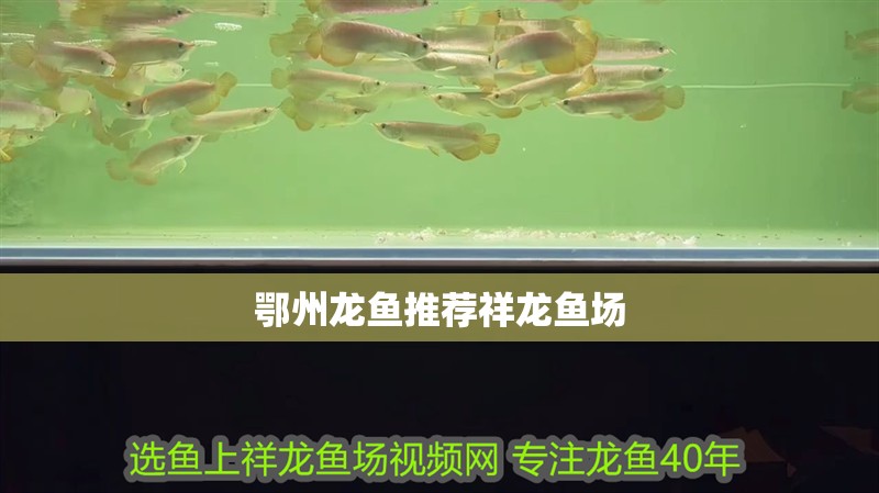 鄂州龍魚推薦祥龍魚場