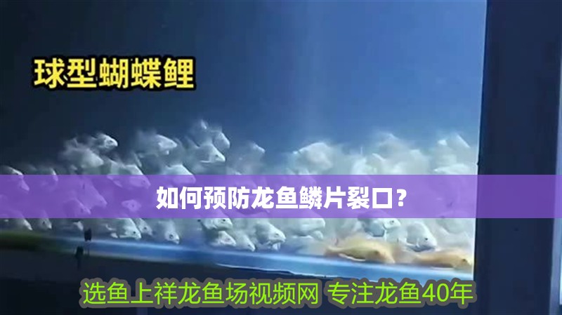如何預防龍魚鱗片裂口？
