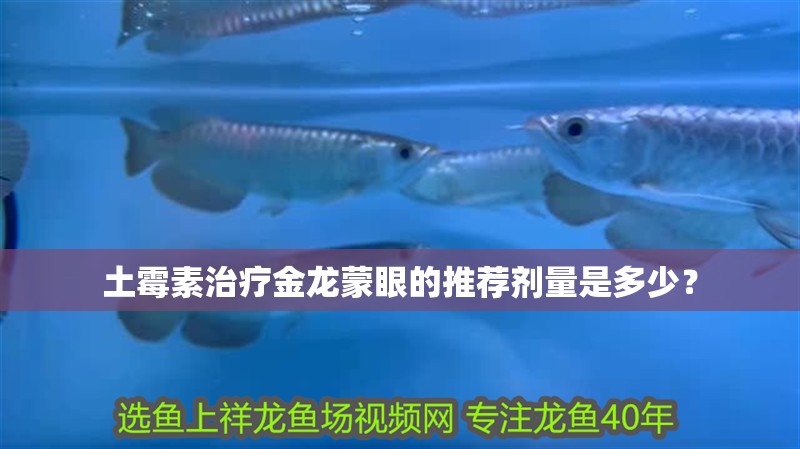 土霉素治療金龍蒙眼的推薦劑量是多少？
