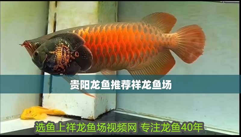 貴陽(yáng)龍魚推薦祥龍魚場(chǎng)