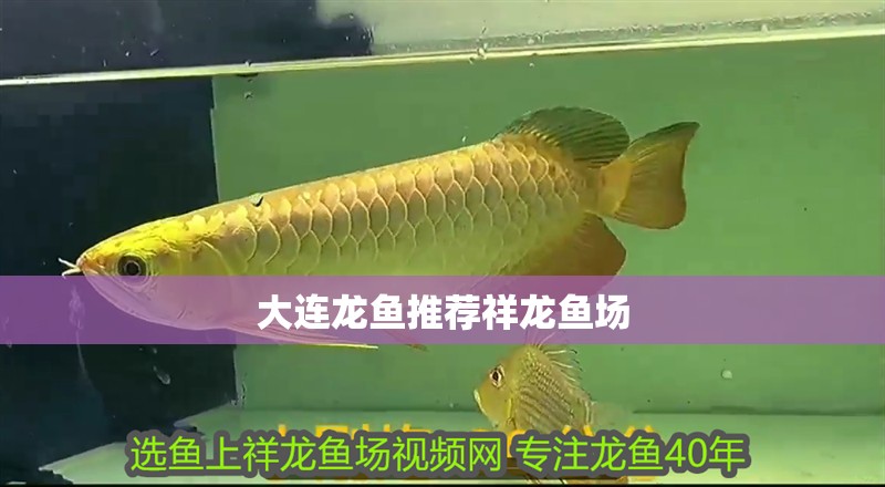 大連龍魚推薦祥龍魚場