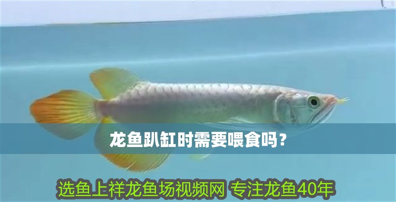 龍魚趴缸時需要喂食嗎？