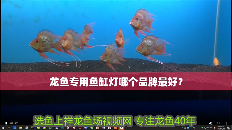 魚缸用增氧泵價格是多少:魚缸增氧機-xtrac增氧機-xtrac增氧機 龍魚專用魚缸燈哪個品牌最好? 龍魚百科 龍魚專用魚缸燈哪個品牌最好? 龍魚專用魚缸燈哪個品牌最好? 龍魚百科