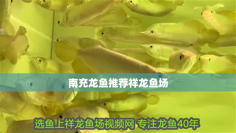 <strong><mark>南充</mark></strong>龍魚推薦祥龍魚場