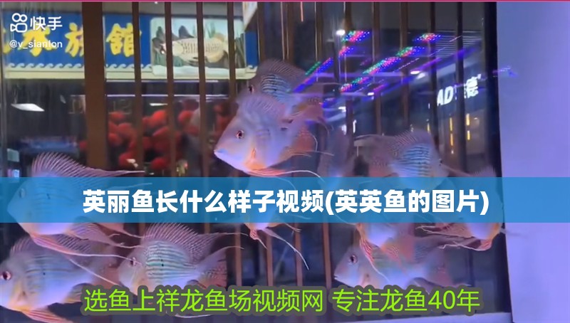 英麗魚長什么樣子視頻(英英魚的圖片)