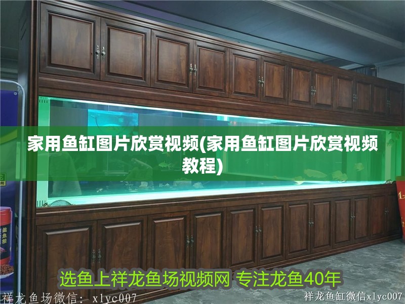 家用魚缸圖片欣賞視頻(家用魚缸圖片欣賞視頻教程)