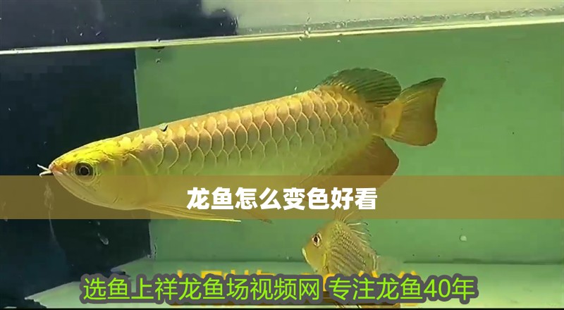 龍魚怎么變色好看