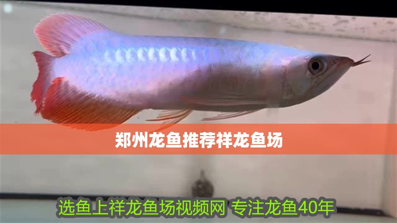 鄭州龍魚推薦祥龍魚場