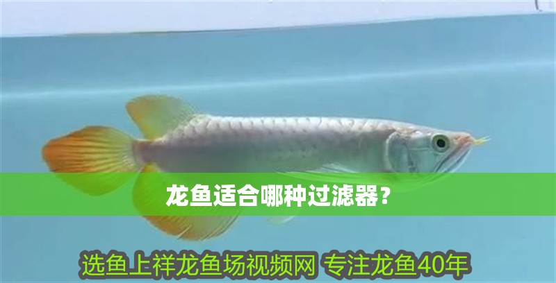 龍魚適合哪種過濾器？