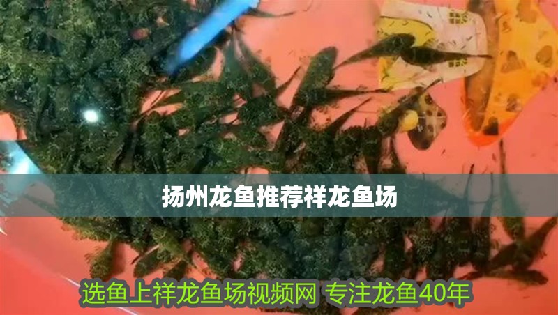 揚(yáng)州龍魚推薦祥龍魚場