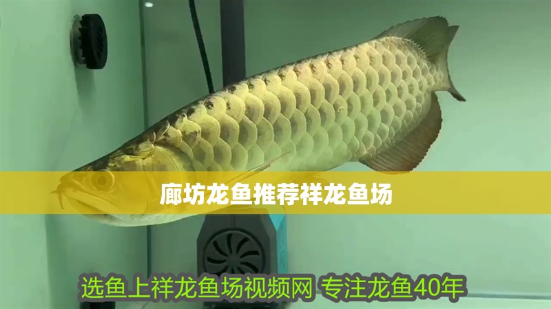 廊坊龍魚推薦祥龍魚場