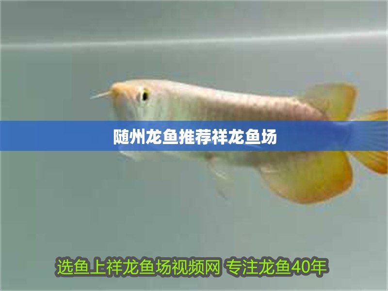 隨州龍魚推薦祥龍魚場